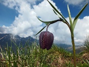 45 Fritillaria...